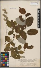 Foto von Salix caprea L.